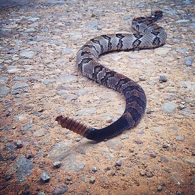 Look what @elifeagin spotted in Springdale yesterday...a rattlesnake!