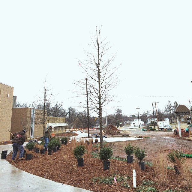Even in the cold rain, the trail crew is planting trees and hustling to get the trails ready! This was taken today in downtown Springdale right next to the Shiloh Square on Emma Avenue. We also noticed the early stages of crews working on exposing the creek! This spring it's going to look so different and we can't wait!