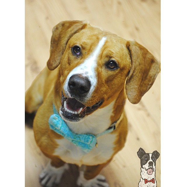 Meet Bernie! He's the @springdale_animal_shelter's pup of the week - which means you can adopt this handsome fella for only $20 through the 16th! Follow the @springdale_animal_shelter to learn more about Bernie and the other pets that need loving homes! #teamspringdale