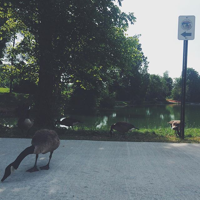 Watch out for those geese when passing around the pond on your bike. #teamspringdale