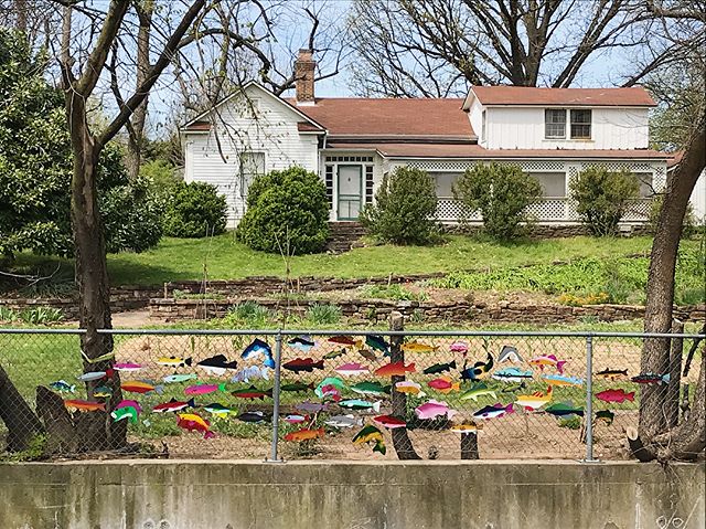We did it! Today we installed the painted fish that the Springdale High School mentorship group made last month! These students were a joy to work with and are so proud of the work they’ve done. Stop by the @shilohmuseum in @downtownspringdale to check them out! We think they add a nice pop of color to the chain link fence near the creek. We hope you like them, too! 🏼#springdaleartinitiative #teamspringdale