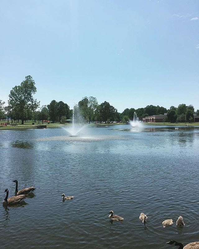 Have you spotted these sweet little bebe geese at Murphy Park?! So cute! Show us your side of Springdale by tagging #teamspringdale and we might feature your photo!!